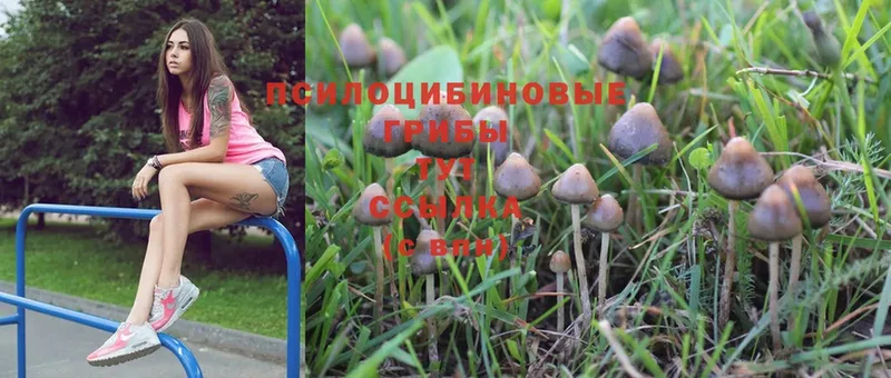 цены   Челябинск  Псилоцибиновые грибы Magic Shrooms 